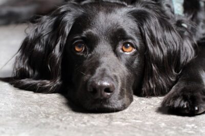 Canine Nutrigenomics Course, Dog nutrition and raw feeding tutorials